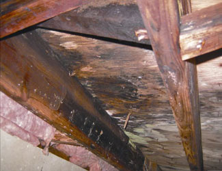 mold and rot in a Minneapolis crawl space