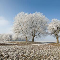 Frost covering trees and a grassy field in Alexandria