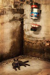 a cat laying in a wet, leaky basement in Minneapolis, MN, ND, IA, and WI
